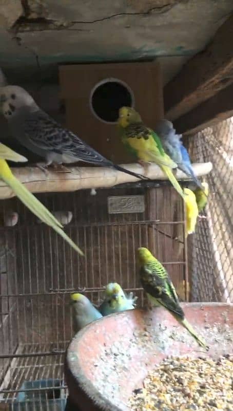 White face fellow male and other parrots 16