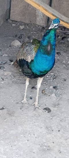 Peacock male