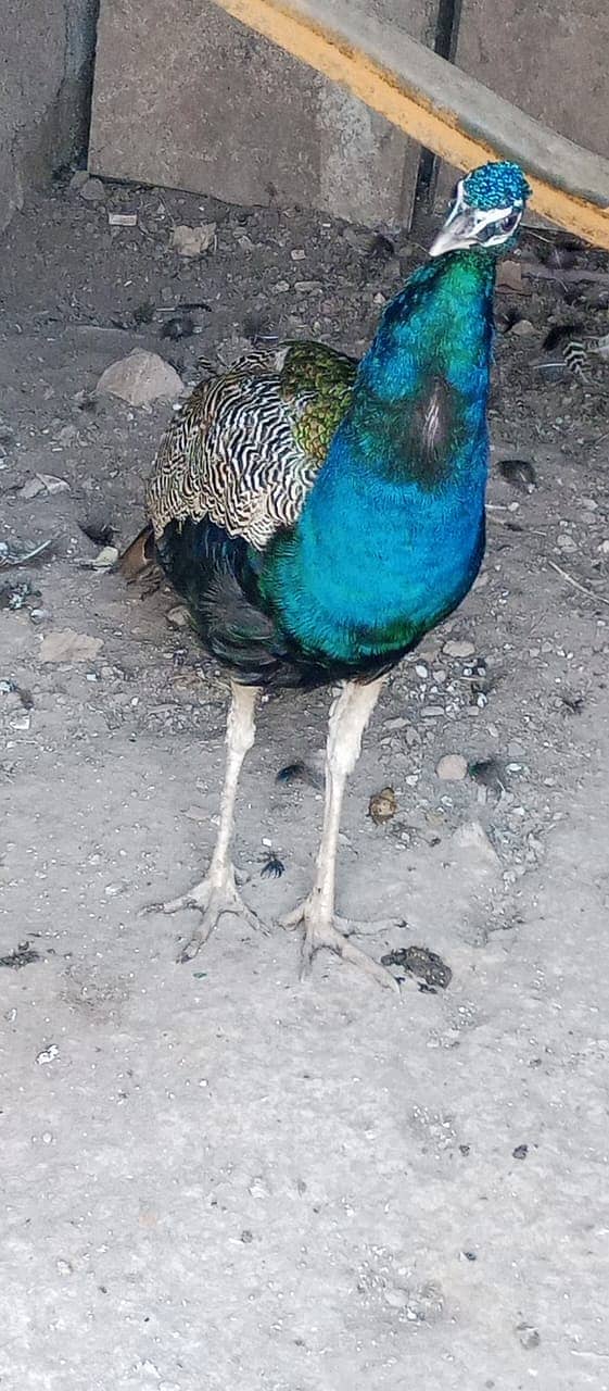 Peacock male 0