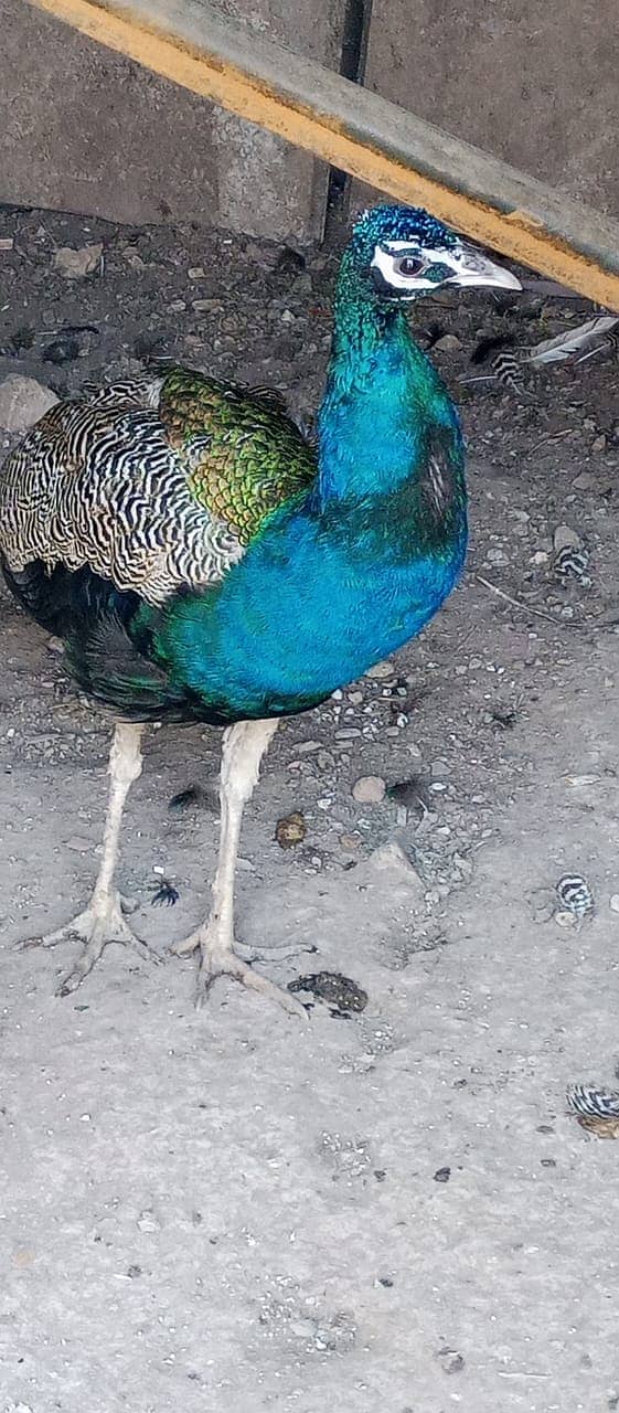 Peacock male 1