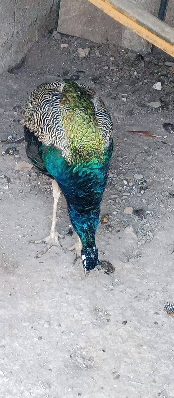 Peacock male 2