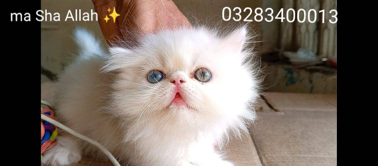 CFA peki bloodline pure peke face odd eyes female kitten tripple cote 2