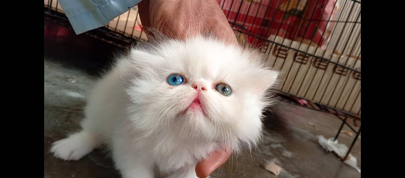 CFA peki bloodline pure peke face odd eyes female kitten tripple cote 17