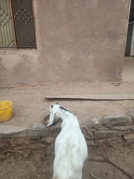 pregnant goat for sale 03465177921 0