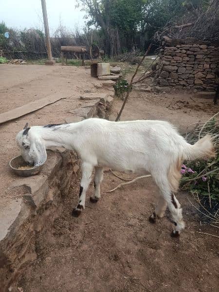 pregnant goat for sale 03465177921 1