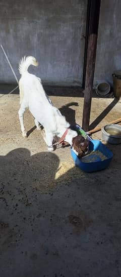 female goat with 6month male kid