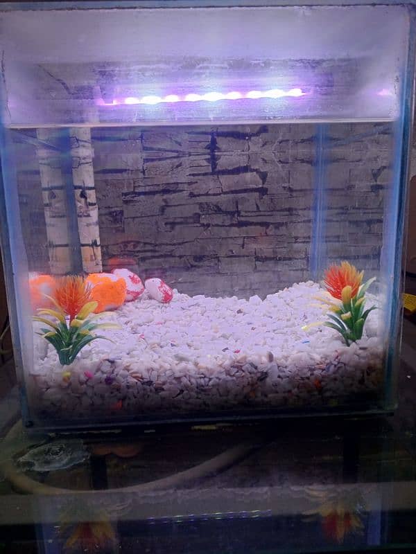 Fish aquarium 0