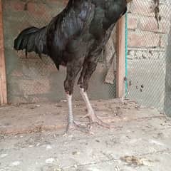 black mushka r desi murga for sale