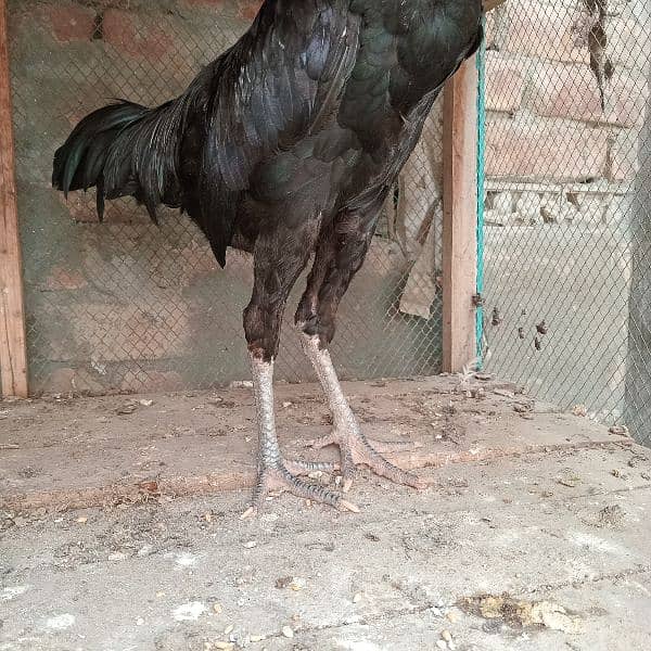 black mushka r desi murga for sale 0