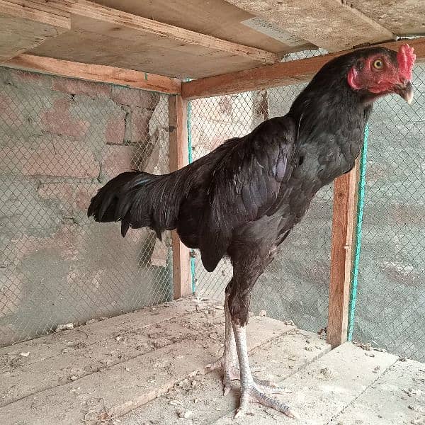 black mushka r desi murga for sale 1