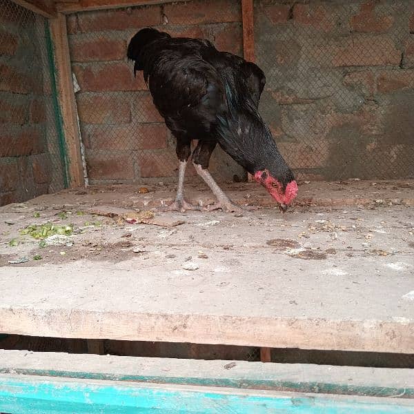 black mushka r desi murga for sale 2