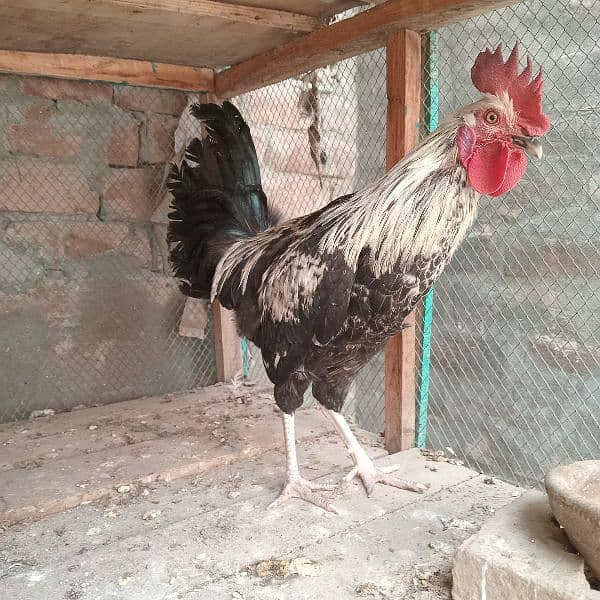 black mushka r desi murga for sale 3