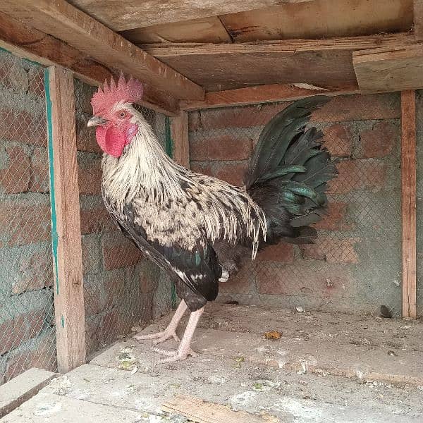 black mushka r desi murga for sale 4