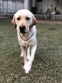 Labrador