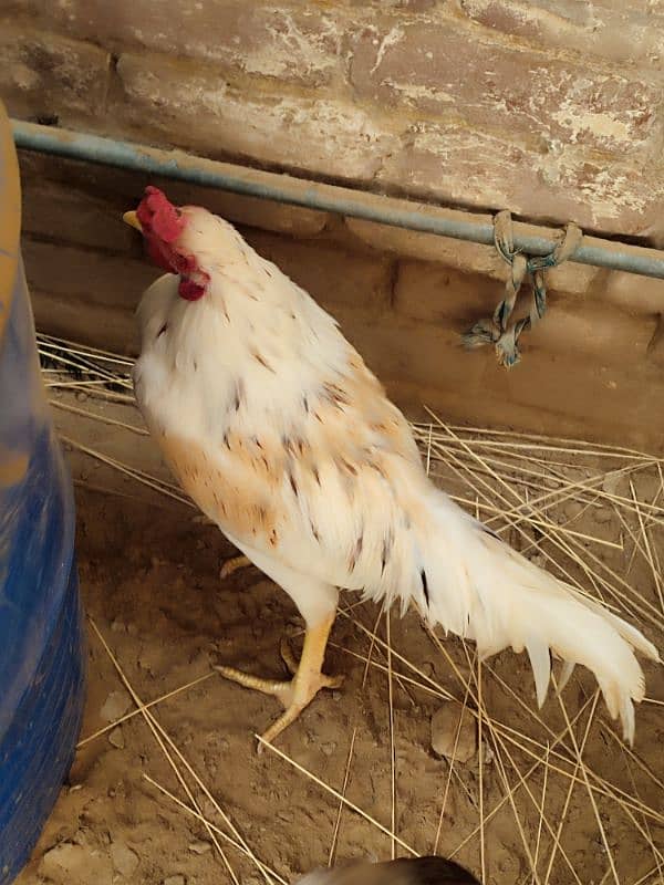 Aseel patha, 8 months old, Urgent Sale 8