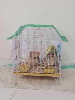 budgie with cage