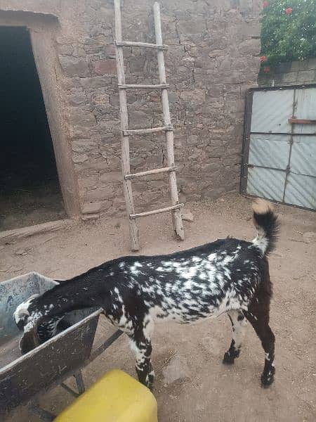 makhicheeni goat for sale 1