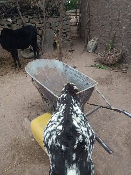 makhicheeni goat for sale 2