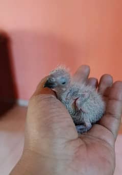 Red Collar Lorrie Chicks