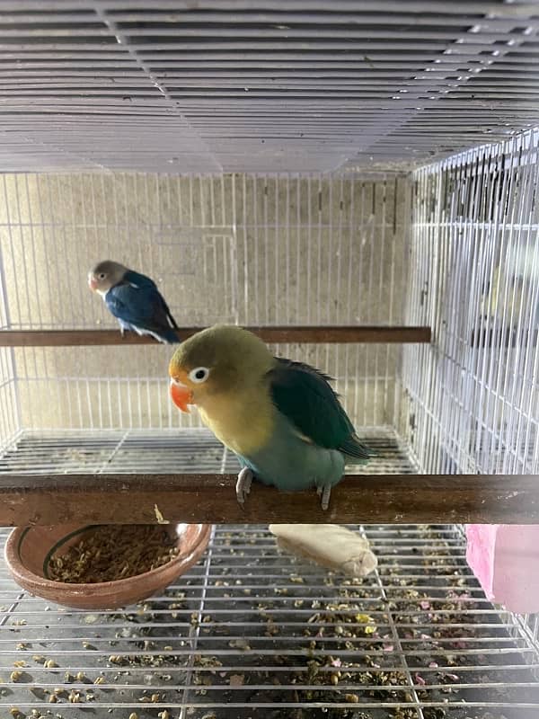 lovebirds for sale 0