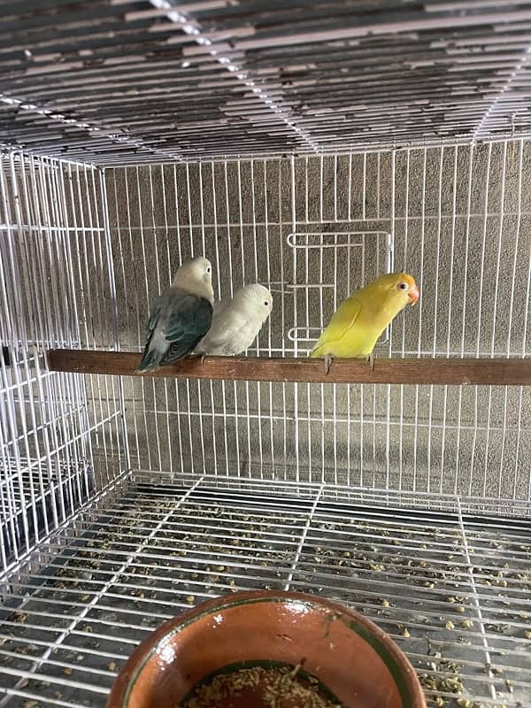 lovebirds for sale 3