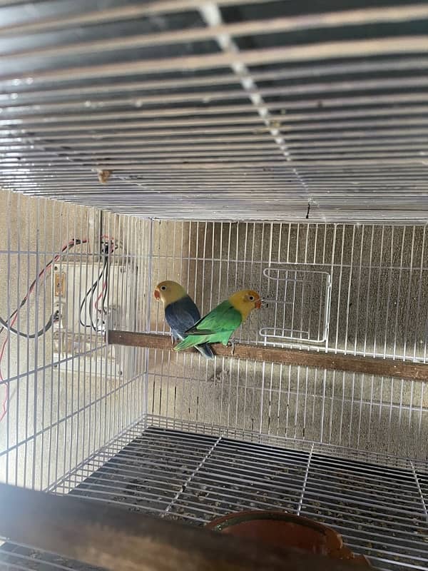 lovebirds for sale 4