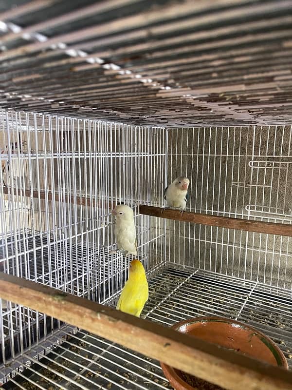 lovebirds for sale 6