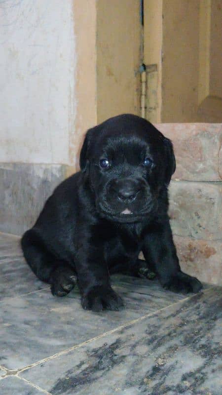 Lab Retriever puppy 25days 0