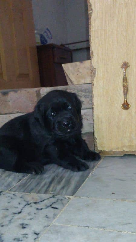 Lab Retriever puppy 25days 1