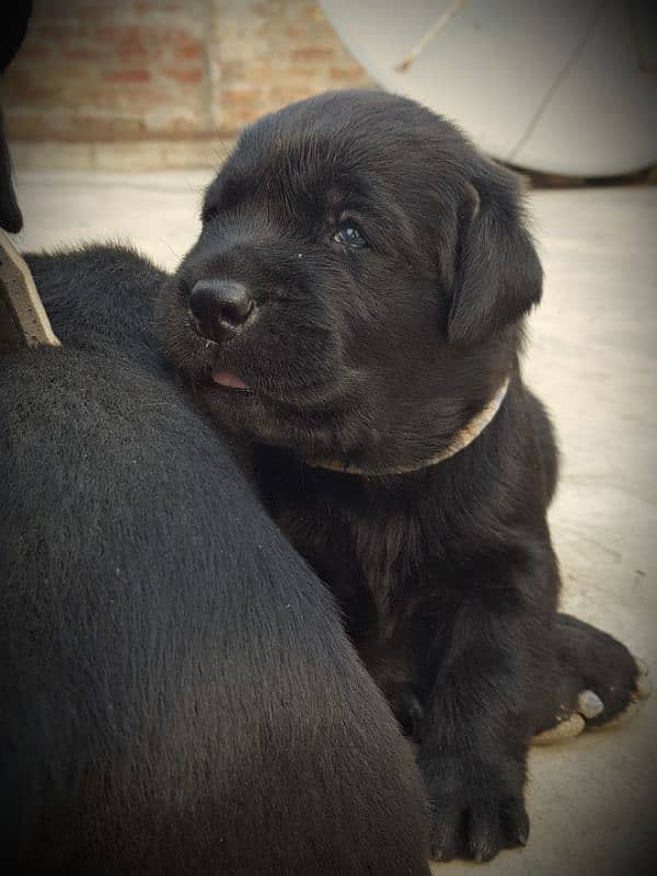 Lab Retriever puppy 25days 2