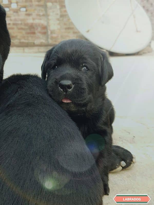 Lab Retriever puppy 25days 3