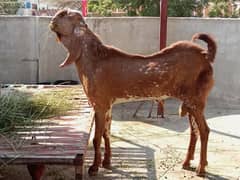 makhi cheeni breeder 03122670716