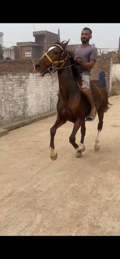 Kumait Punj Kaliyan horse male