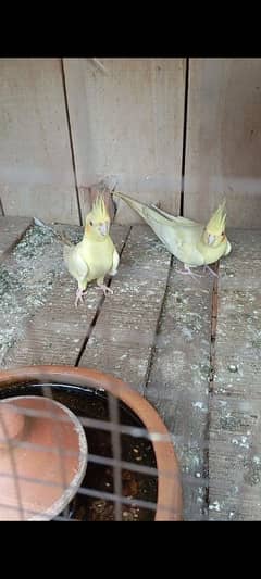 Cockatiel Breeder Purse for Sale