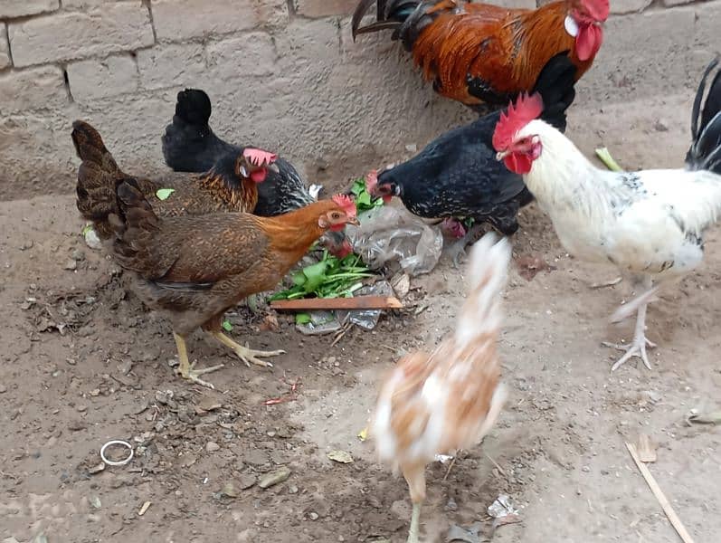 Golden misri Female for sale 7