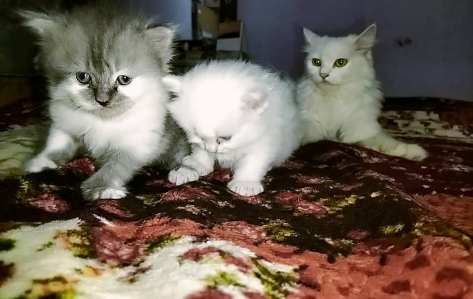 Persian cat with two kittens 0