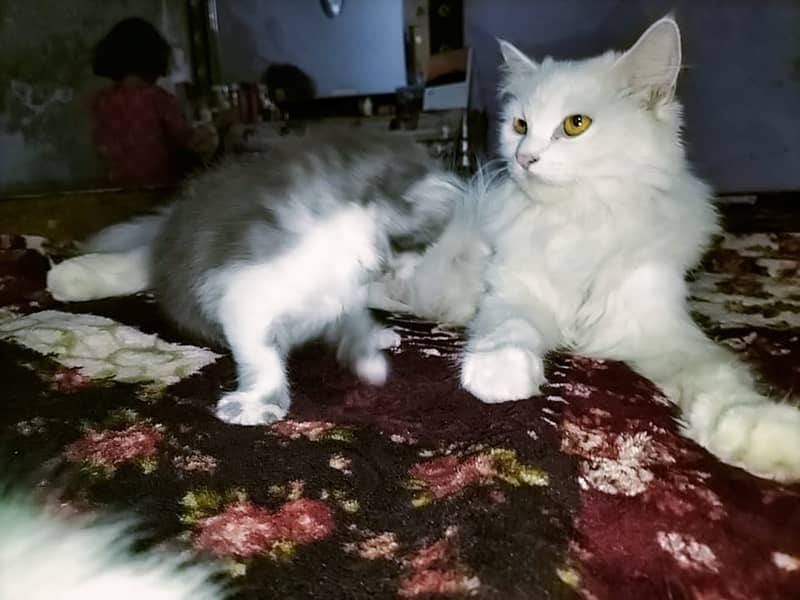 Persian cat with two kittens 1