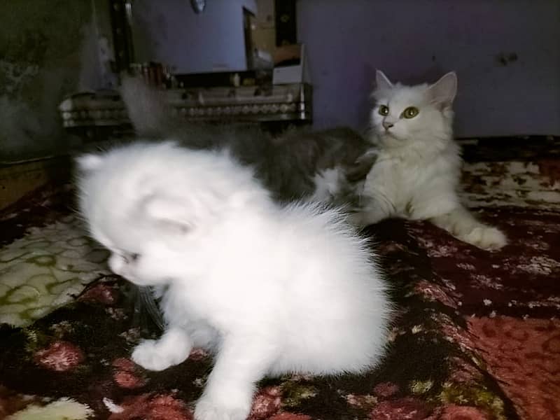 Persian cat with two kittens 7