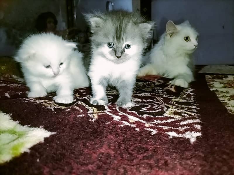 Persian cat with two kittens 12