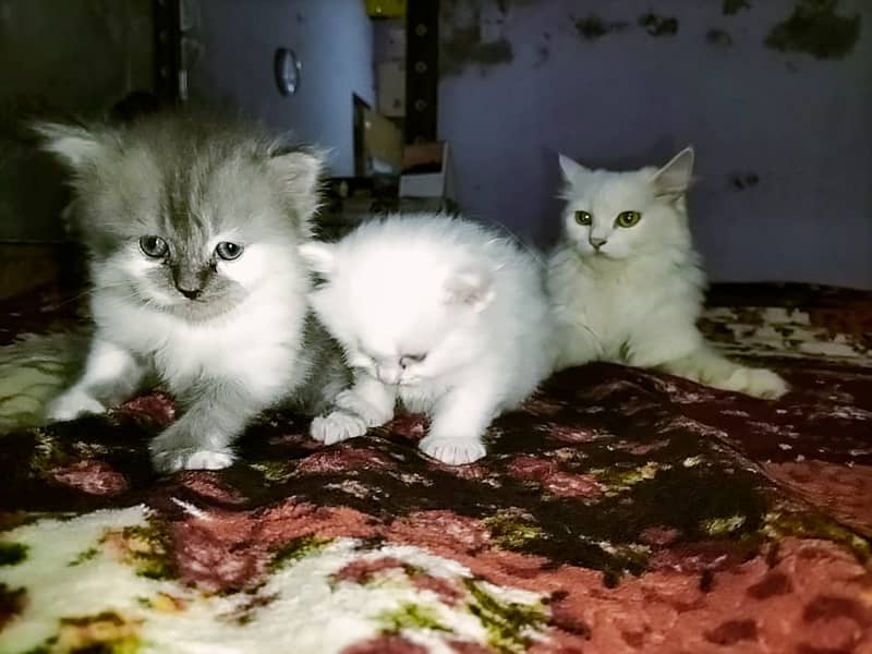 Persian cat with two kittens 14