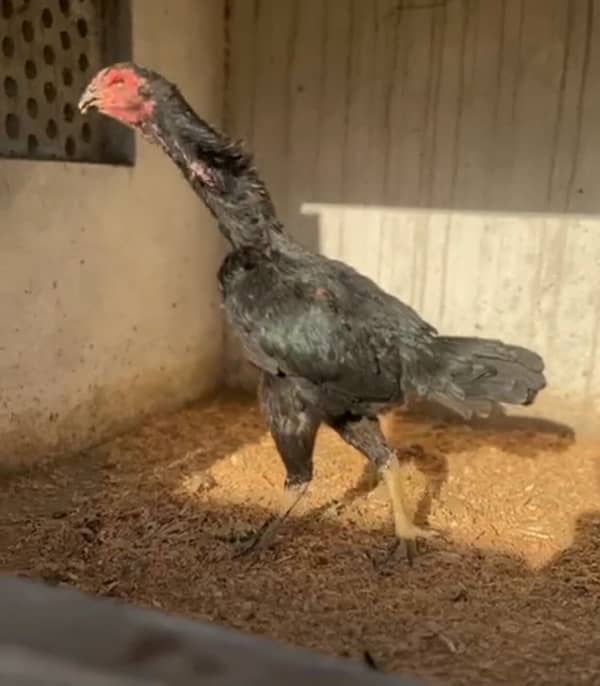 black oh shamo female for sale 2