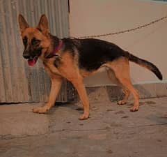 German shepherd young breeder female