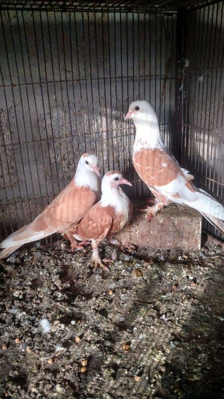 Yellow karbalai pair available without chick. . . 1