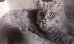 persian Cat triple Coat