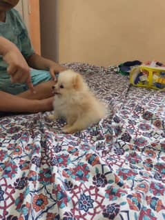 Pomeranian puppy