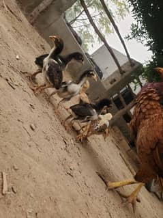 aseel chiks for sale