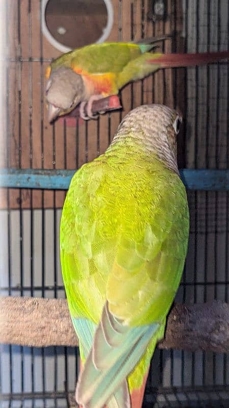 Pineapple conure red factor 1