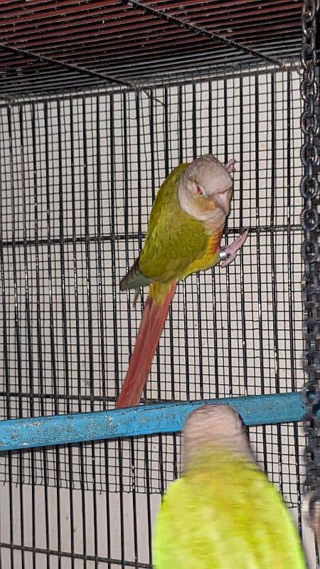 Pineapple conure red factor 2