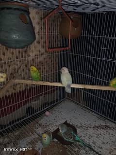 Love bird and budgie pair for sale , DHA Lahore