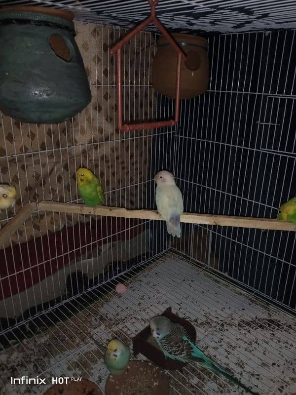 Love bird and budgie pair for sale , DHA Lahore 0